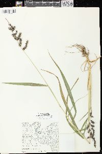 Echinochloa muricata var. muricata image